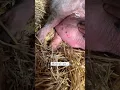 Download Lagu Rescued pig lived in this igloo for 7 years. Not anymore! Welcome home, Pickles!