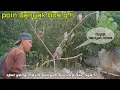 Download Lagu mikat burung KUTILANG ! spot yang masih bannyak burung liarnya.