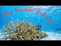 Download Lagu Most Beautiful Fish song | animal song #animal #song #wildlife