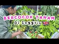 Download Lagu PANEN BUNCIS LAGIH! CABE KU DAH MERAH2 LOH… TOMAT JUGA BANYAK BANGET BUAH NYA 🍅🫛🌶️