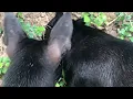 Download Lagu Mijn hond traint om in het ruim te vangen