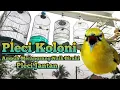 Download Lagu pleci koloni merangsang plcei lain mendongkrak birahi jantan