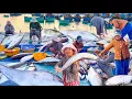 Download Lagu Ghe Câu Trúng Bầy Cá Cam 30kg,Cá Mú 3 Triệu 1 Con║Món Hải Sản Sò Ốc Cùng Anh Em Bình Thuận