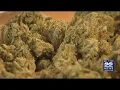 Holyoke Community College to offer cannabis-related courses