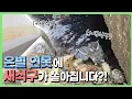 Download Lagu 한 번에 100마리 투척되는 새 식구의 정체는?!