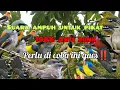 Download Lagu Anti zonk‼️suara pikat burung-burung segala jenis