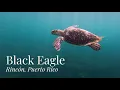 Black Eagle Dive Site Overview Rincon Puerto Rico