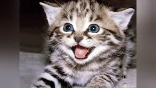 قطط صوت القطه اذا سمعته تأتي إليك دندنها