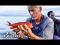 The Most Beautiful Colourful Fish Caught On River Monsters