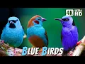 Download Lagu Most Beautiful Blue Birds | Stunning Nature | Relaxing Birds Sound | Symphony of Serenity - No Music