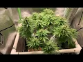 Grow Vlog 38 preventing negative air pressure in flower tent