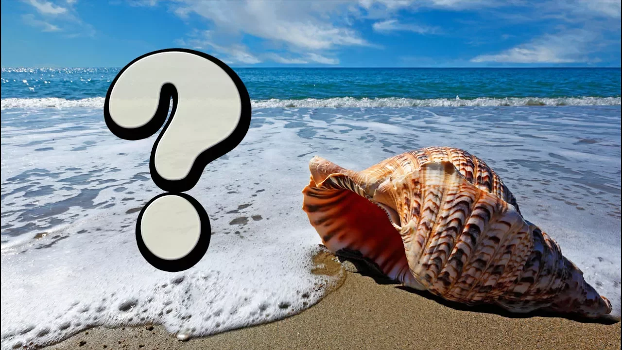 Se pueden poner caracolas de mar en el acuario ¿SI o NO? | análisis |