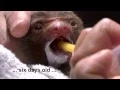 Our two sloth babies are fighting for their lives