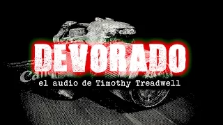 DEVORADO: El audio de Timothy Treadwell