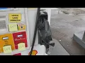Gas Buddy app proves to be accurate during gas shortage according to Crash Clark