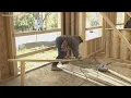 Why is there a lumber shortage and what does that mean