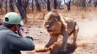Download Hunting huge animals with unparalleled skill and stability  lion, African buffalo, elephant MP3