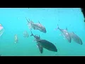 Green Island Mini Submarine and Glass Bottom Ride in Cairns - Original Audio with Tour Guide