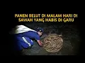Lagu NGOBOR BELUT DI SAWAH YANG BARU DI BAJAK TERNYATA BANYAK JUGA.#belut#ngoborbelut#bocilngotektak 