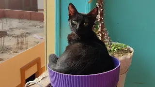 سحر و حلاوه القط البلدي الاسود The Charm And Sweetness Of The Black Municipal Cat 