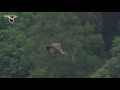 Download Lagu Slow Motion Philippine Eagle Flight