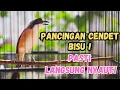 Download Lagu CENDET GACOR SUARA 100% AMPUH UNTUK PANCINGAN CENDET MANAPUN AUTO NYAUT BUNYI GACOR DOR