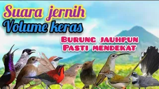 Download SUARA PIKAT SEMUA BURUNG KECIL VOLUME KERAS MP3