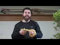 Aphrodite the Firefly Ball Python