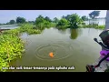 Lagu Tambak jebol‼️ikan mas melimpah di sungai saat musim banjir di kota lamongan