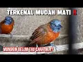 Lagu TERNYATA BEGINI‼️CARA MEMILIH TEPUS KEPALA ABU2 BIAR CEPAT GACOR‼️