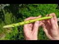 Download Lagu Fadno (traditional wind instrument of Sami people) cut out of Garden Angelica