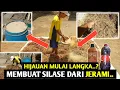 Download Lagu CARA MEMBUAT PAKAN FERMENTASI MENGGUNAKAN JERAMI UNTUK DOMBA /SAPI ||  #silase #kambing