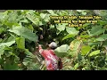 Download Lagu Tepat Sasaran Ternyata Di Selah² Tanaman Talas Jadi Sarang Nya Ikan Haruan Monster !!! 