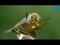 MÚSICA E IMÁGENESEL BAILE DE LOS PAJARITOS- HD