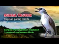 Download Lagu Suara Burung Trucuk Gacor Ropelan Paling Merdu Sangat Enak Di Jadikan Masteran Trucukan Anda