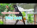 Download Lagu poksay Hongkong gacor ampuh PANCING POKSAY macet bunyi