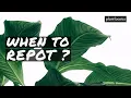 Lagu Peace Lily Care Tips and when to Repot
