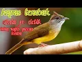 MASTERAN KAPAS TEMBAK JUARA NASIONAL JEDA 30 DETIK. masteran wajib murai batu,cucak ijo, cendet!!!