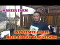 Lagu PROMO AKHIR TAHUN DI MAHESA FARM NEMU BAKALAN MLEDHUNG-MLEDHUNG