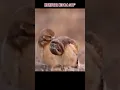 Download Lagu Burung hantu imut 😱 bisa memutar kepala 360°