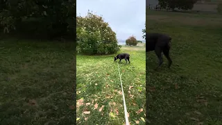 #fyp #dream #doberman #pets #youtube
