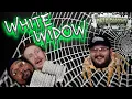Strains Explained White Widow