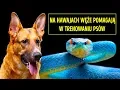 Download Lagu Na Hawajach są tylko pożyteczne węże
