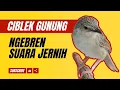 Download Lagu Ciblek Gunung Bunyi Bren Rapet Untuk Masteran Suara Jernih