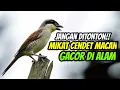 Download Lagu Jangan Ditonton‼️ Mikat Cendet Macan Asli Gacor Di Alam MP3