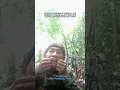 Download Lagu TRIK JITU MEMANGGIL TUPAI‼️💯%Berhasil #videoshorts #trikjitu #squirrelhunting