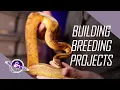 Building Ball Python Projects Ball Python Breeding Starter Guide