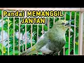 Lagu Suara SIRTU BETINA BIRAHI 100% Ampuh untuk memancing Sirtu Jantan AGAR GACOR dan NYIUL