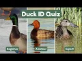 Guess The Duck Challenge Are You A Waterfowl Expert