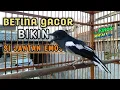 Download Lagu 🔴 Suara Burung Kacer Betina Gacor || Bikin Si Jantan Emosi